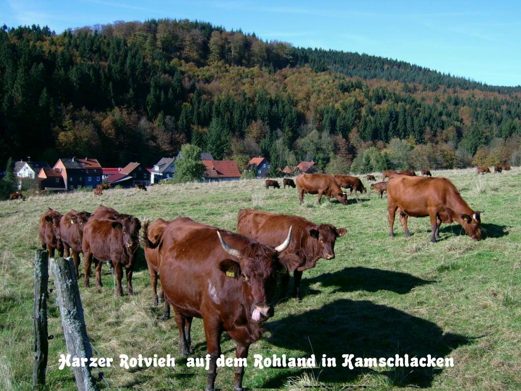 Gaestehaus Buendge Апартаменты *